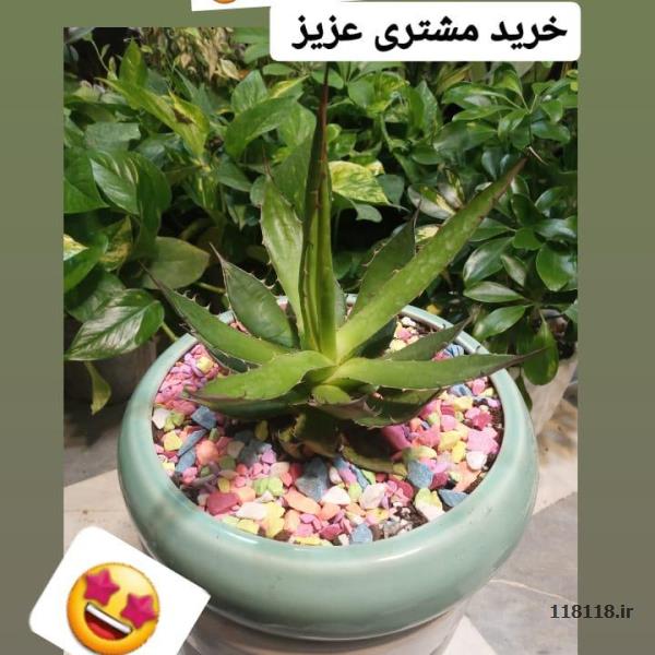 گل وگلدان - گلفروشی وآموزش نگهداری گل وگیاه - لوازم - گل فروشی - Flowers-and-vases