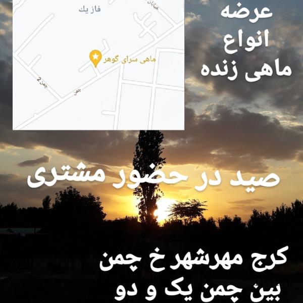 ماهی سرا گوهر 