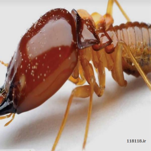 سمپاشی آسایش گستراصفهان