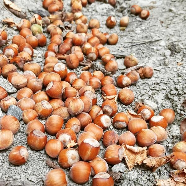 فندق ارسال از گیلان ب کل کشور