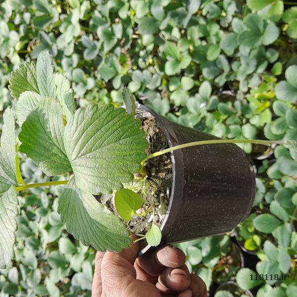 فروش گل آپارتمانی
