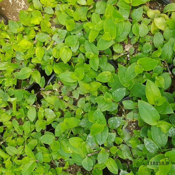 فروش گل آپارتمانی